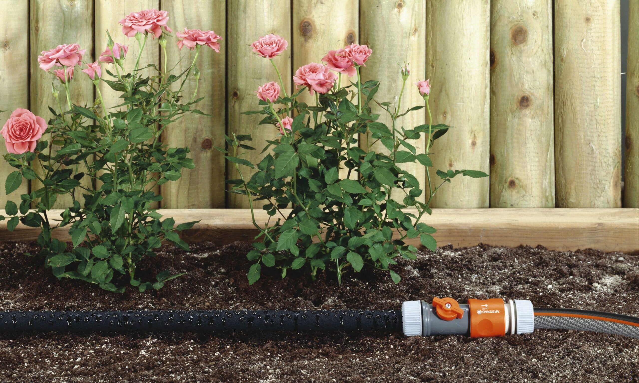 Pink roses growing along a wooden fence with a mulch bed and an orange irrigation valve in the foreground.