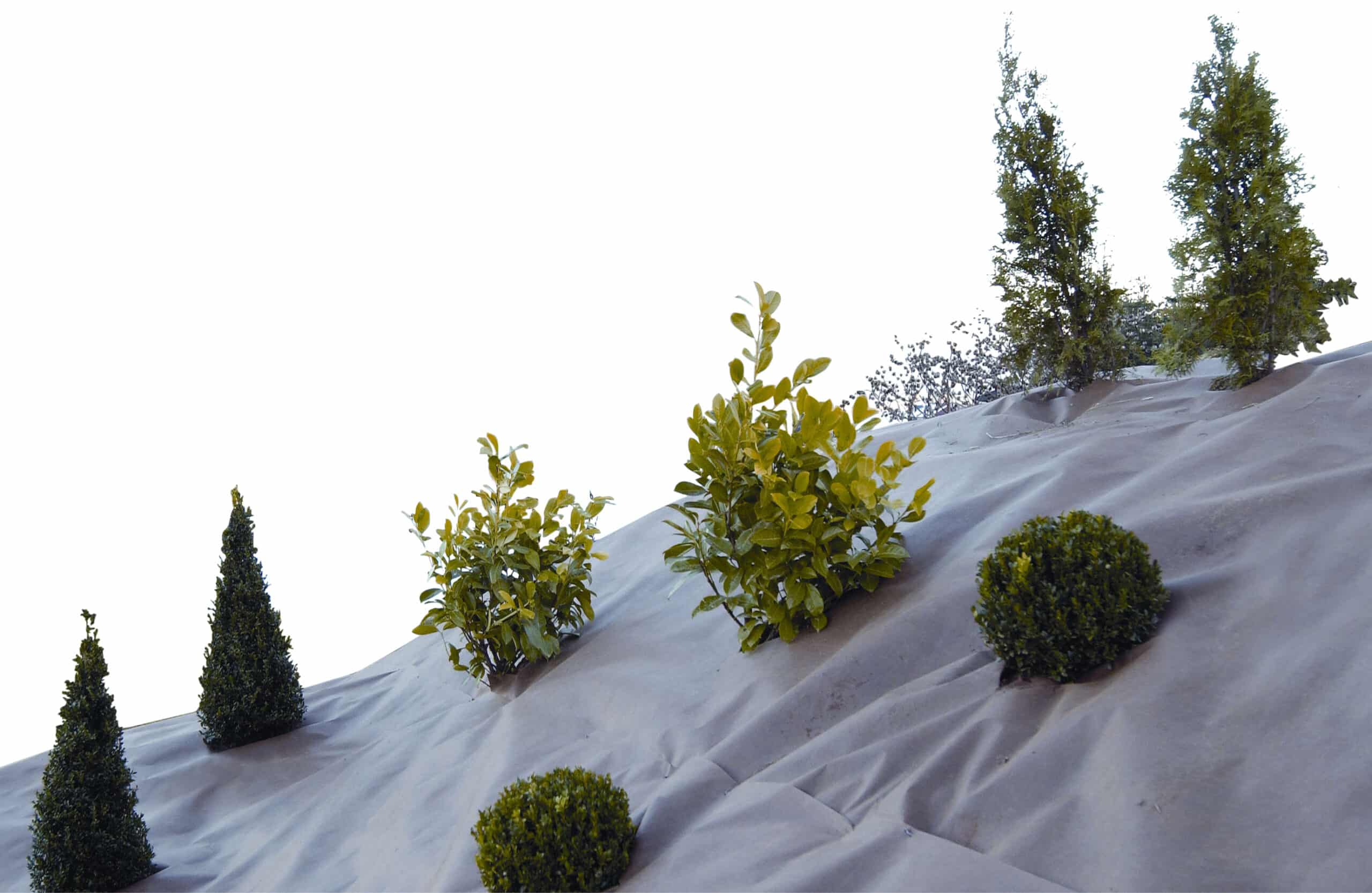 Sandy dune slope dotted with small green shrubs and tall, slender evergreens against a pale sky.